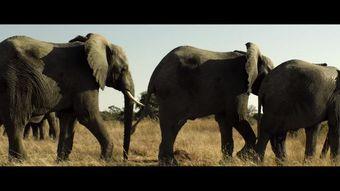 大象的搞笑电影,憨态可掬的巨兽闹翻天