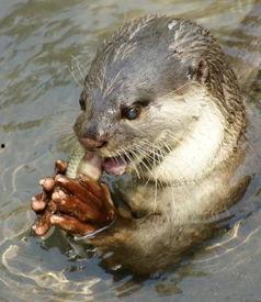 图片水猴子,探寻水猴子的神秘面纱