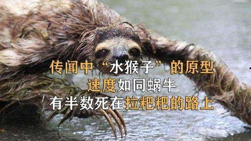 图片水猴子,探寻水猴子的神秘面纱
