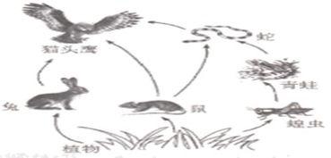 食物链的资料,生态系统中能量流转的奥秘解析