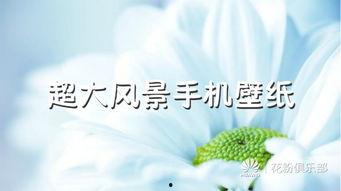 告别过去的图片,拥抱新生的瞬间