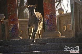 出没的照片,探寻未知生物的神秘踪迹