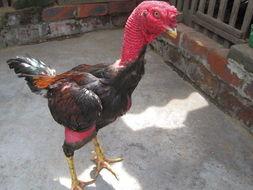 斗鸡资料,古老竞技的魅力与传承