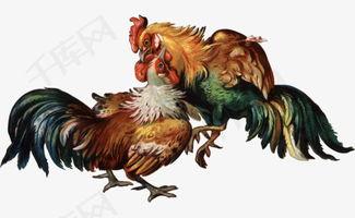 斗鸡资料,古老竞技的魅力与传承